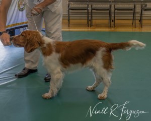 Minor Puppy Dog